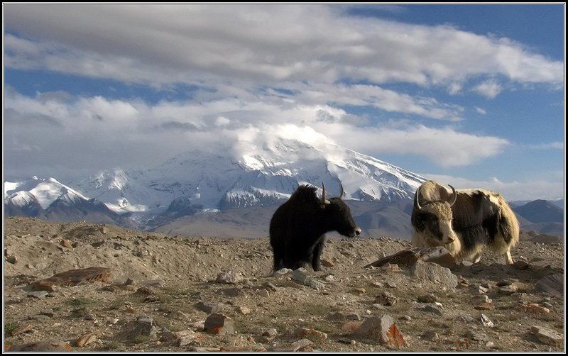 горы,памир, ледник, морена, як, бык, мустагата, 7546м. ЖИТЕЛИ ПАМИРА фото превью