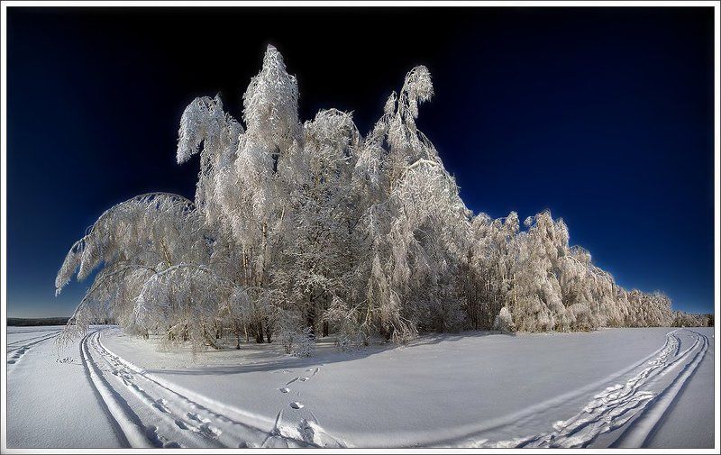 ледяной лес фото превью