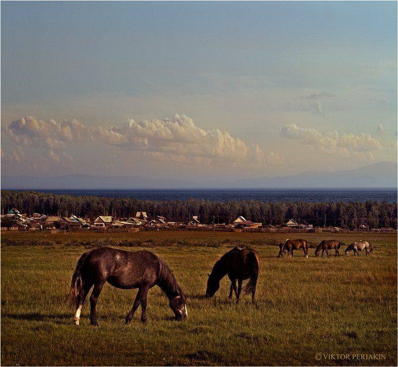 байкал, село, сухая, лошади, Виктор Перякин