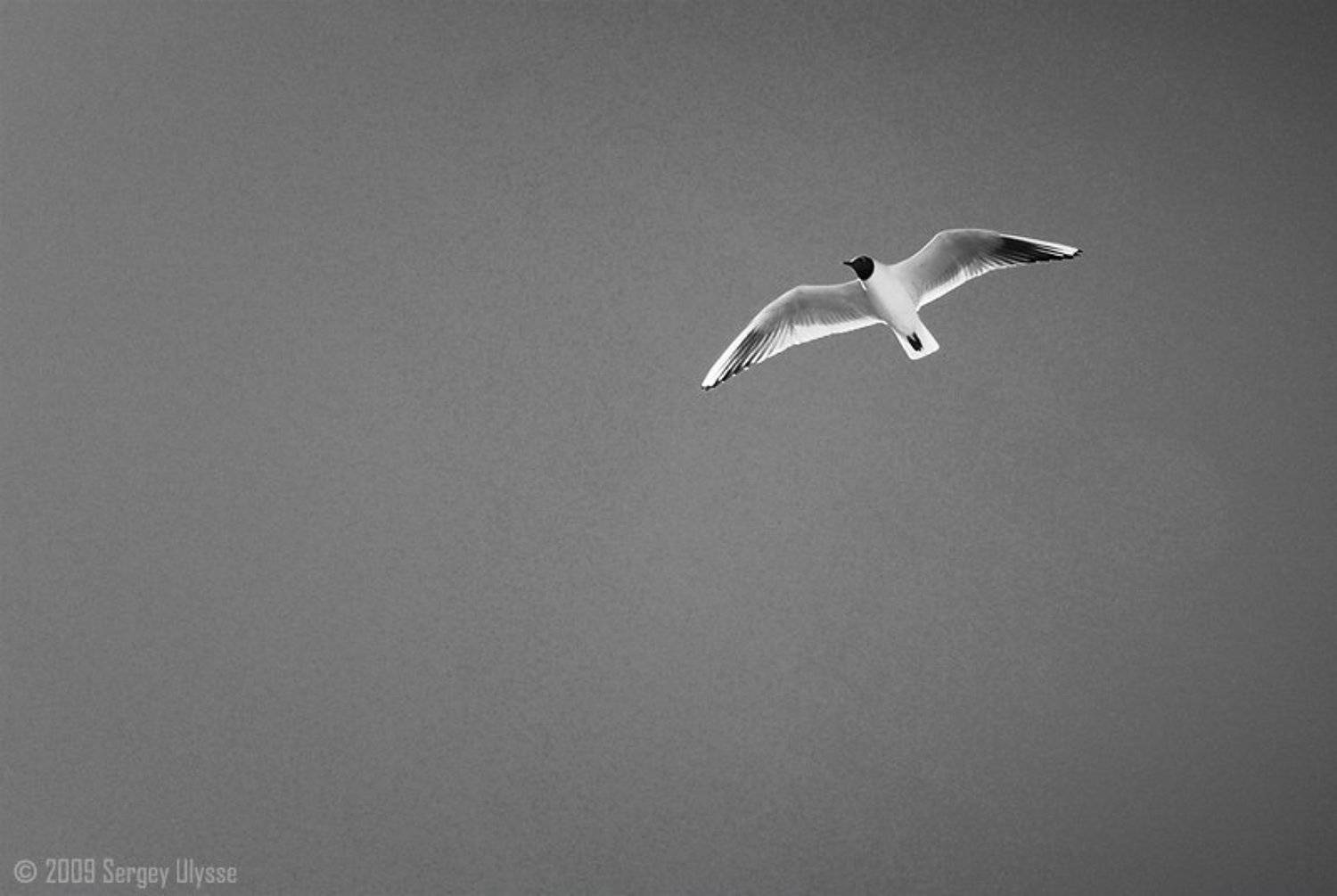 ulysse, Sergey  Ulysse