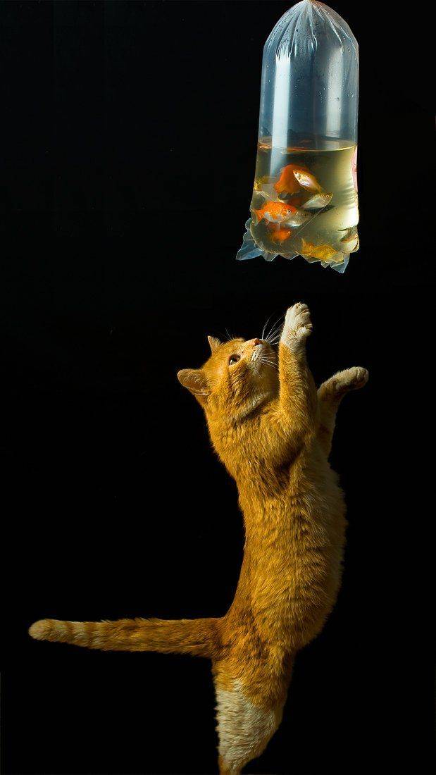 кот, рыжий, рыбки, кулек, Maxim_Shamota