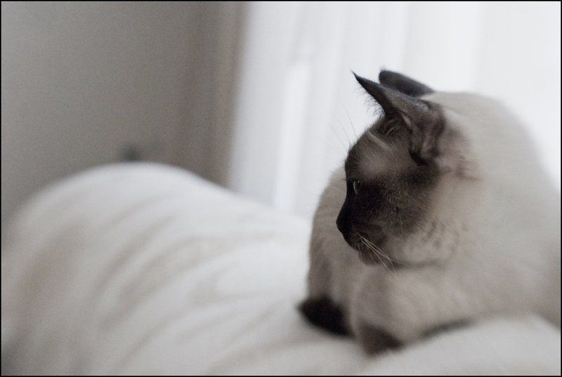 lensbaby Равновесие фото превью