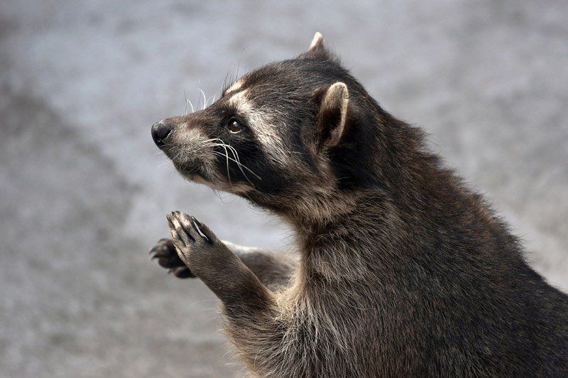 животные, енот, зоопарк Енот фото превью
