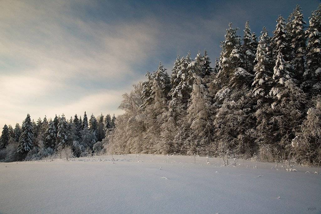 зимняя, сказка, Милый Ёжка