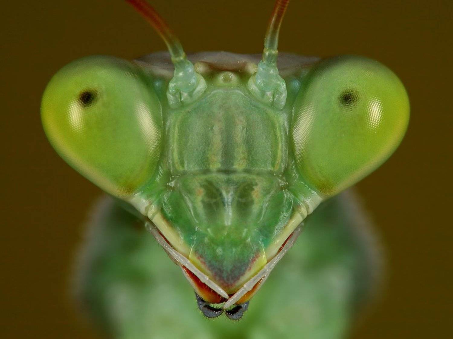 богомол, Надежда Муравьёва