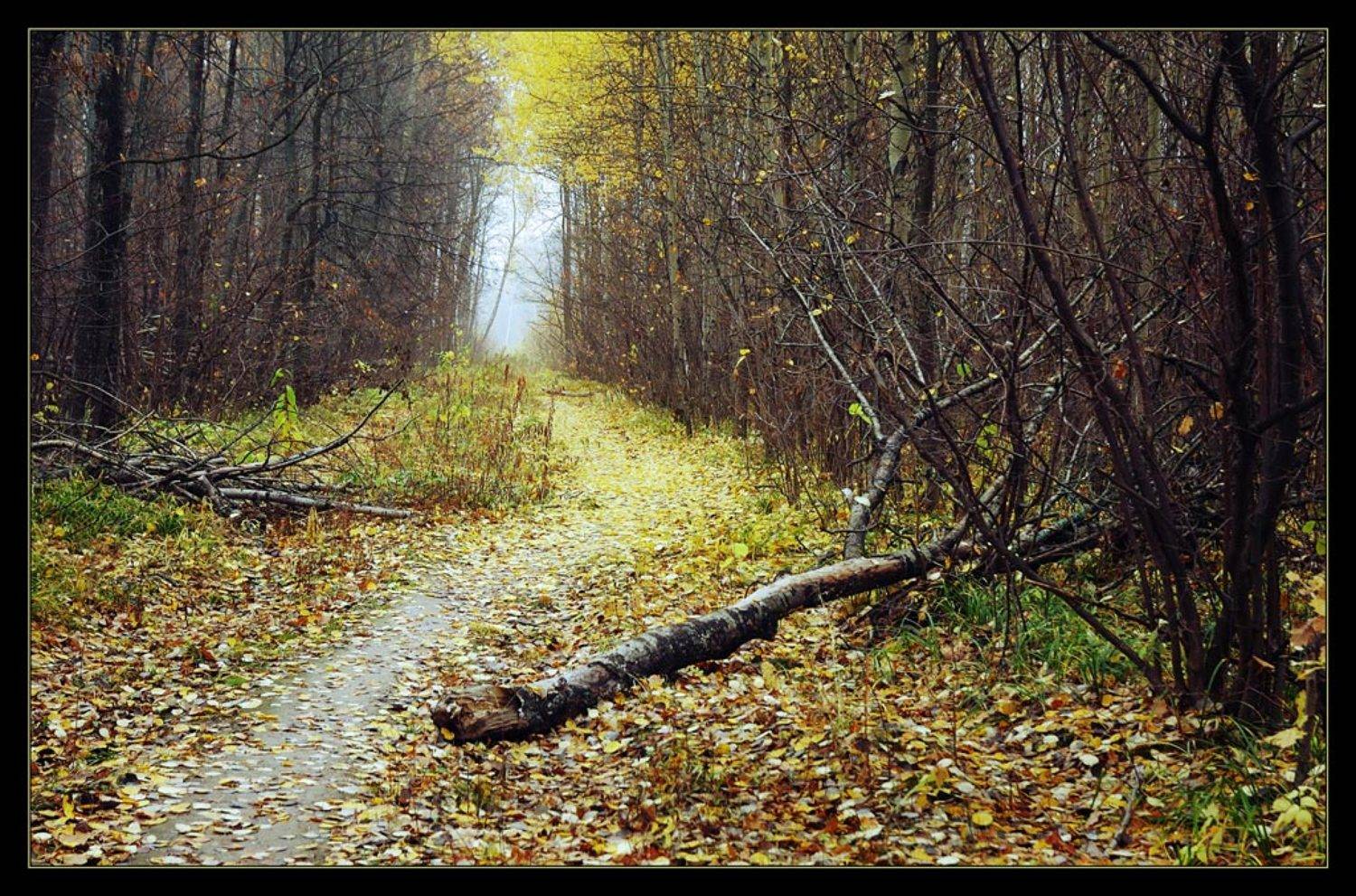 осень, лета нет, Сергей Дужников