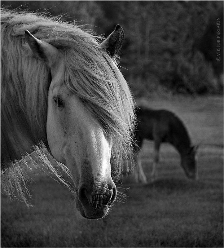 лошадь, табун, вечер, грива, Виктор Перякин