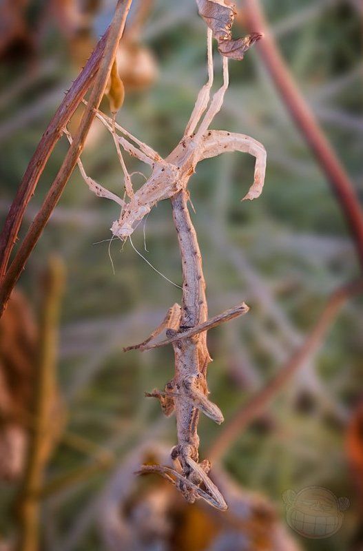 палочник, макро, неожиданный палочник Смертельный номер фото превью