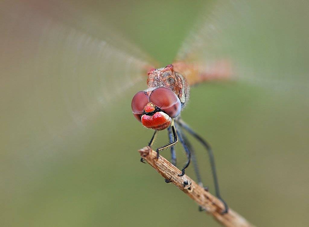 , Алена Шевцова