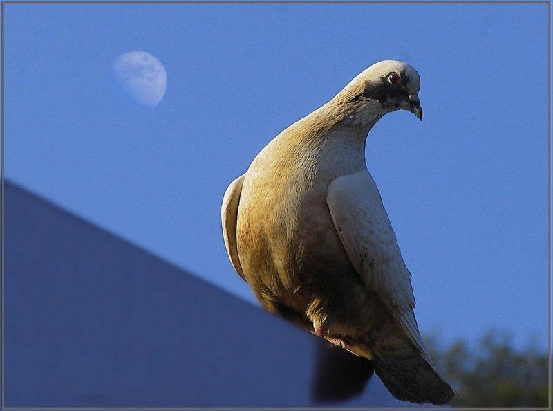 луна, голубь, небо Луна и голубь фото превью
