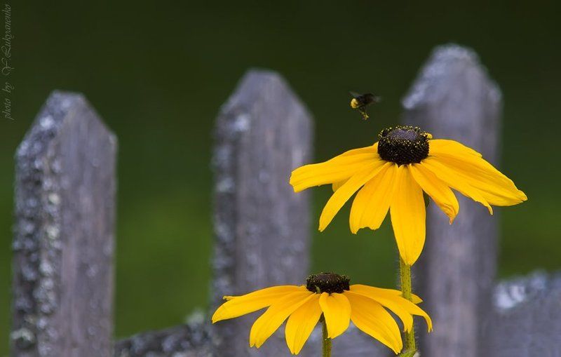 шмель, август, лето, михайловское, лукьяненко Ароматы лета (Август) фото превью