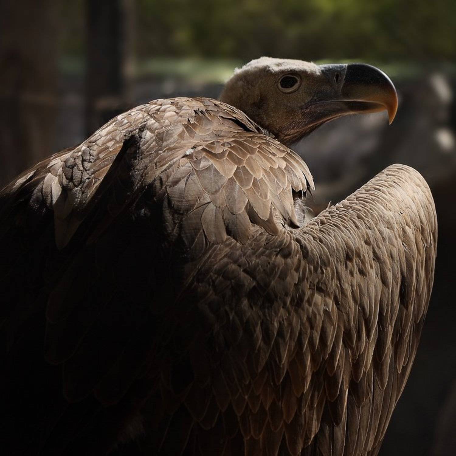 орёл, сафари, израиль, негев, пустыня, Bobsfog