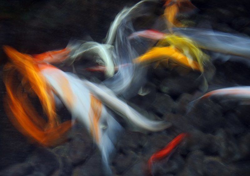 Молчание рыб фото превью