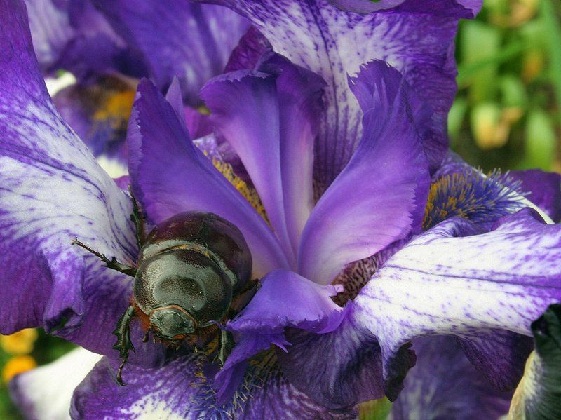 Красавец и чудовище фото превью