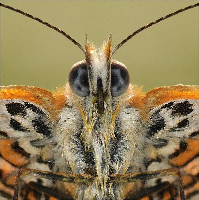 , Алена Шевцова