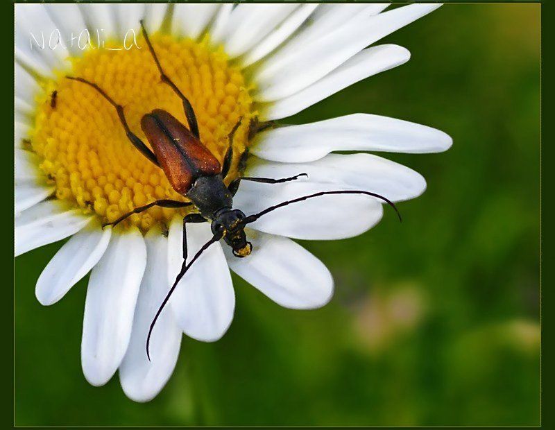 открытка, жук, полевая ромашка Усатый сладкоежка :) фото превью
