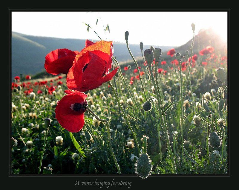 маки, кинерет, закат, сон, израиль Зимние сны о весне. фото превью