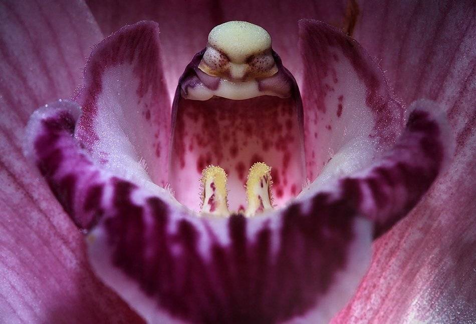 макро, цветы, архидея, Danil Husainov