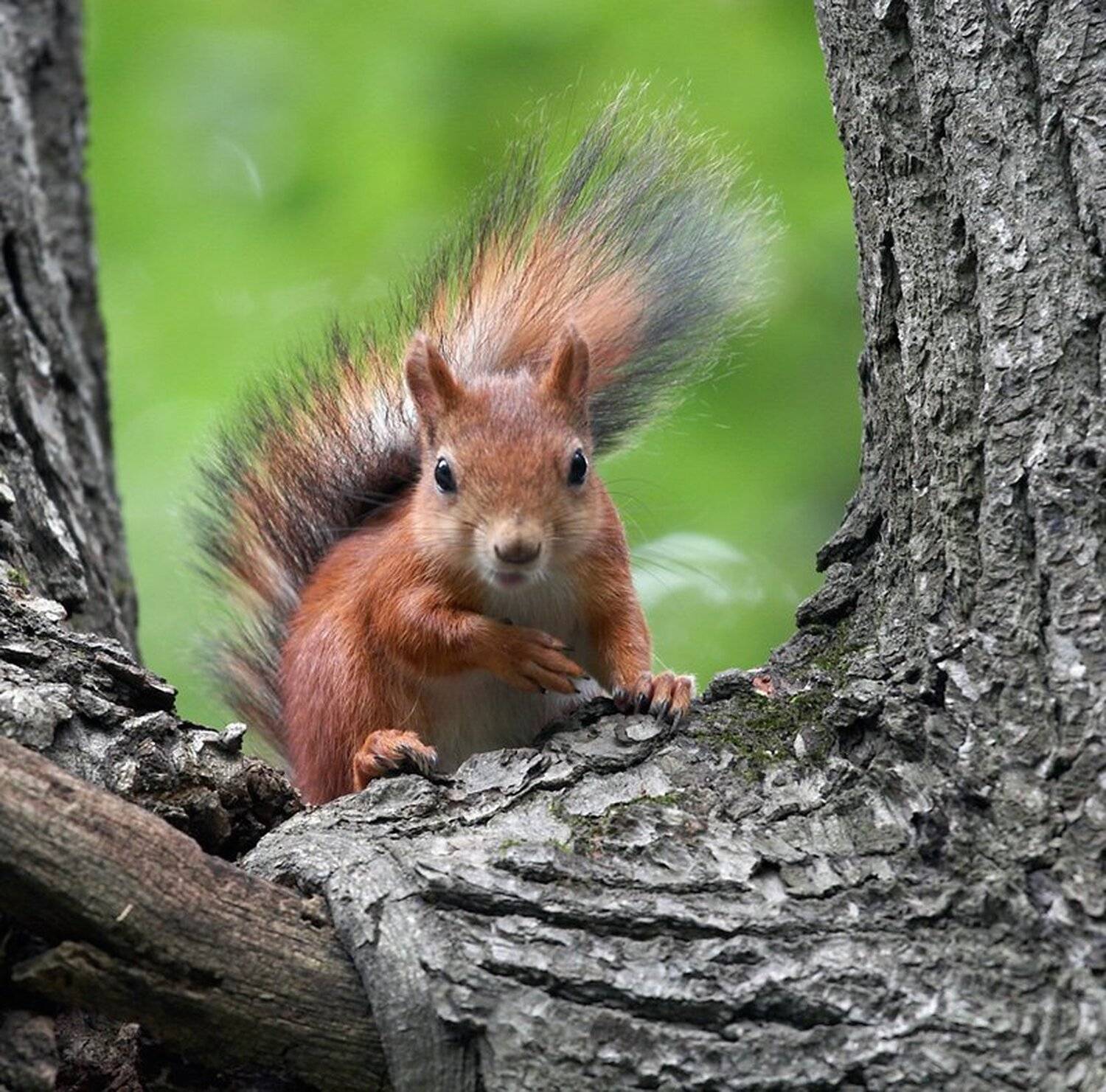 , Дмитрий Сегодник