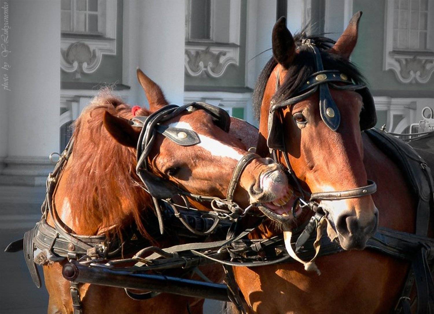 привязанность, питер, лошади, лукьяненко, Юрий Лукьяненко (o4spok)