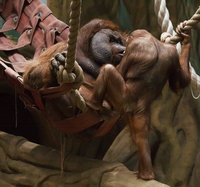 поцелуй L\'amour фото превью