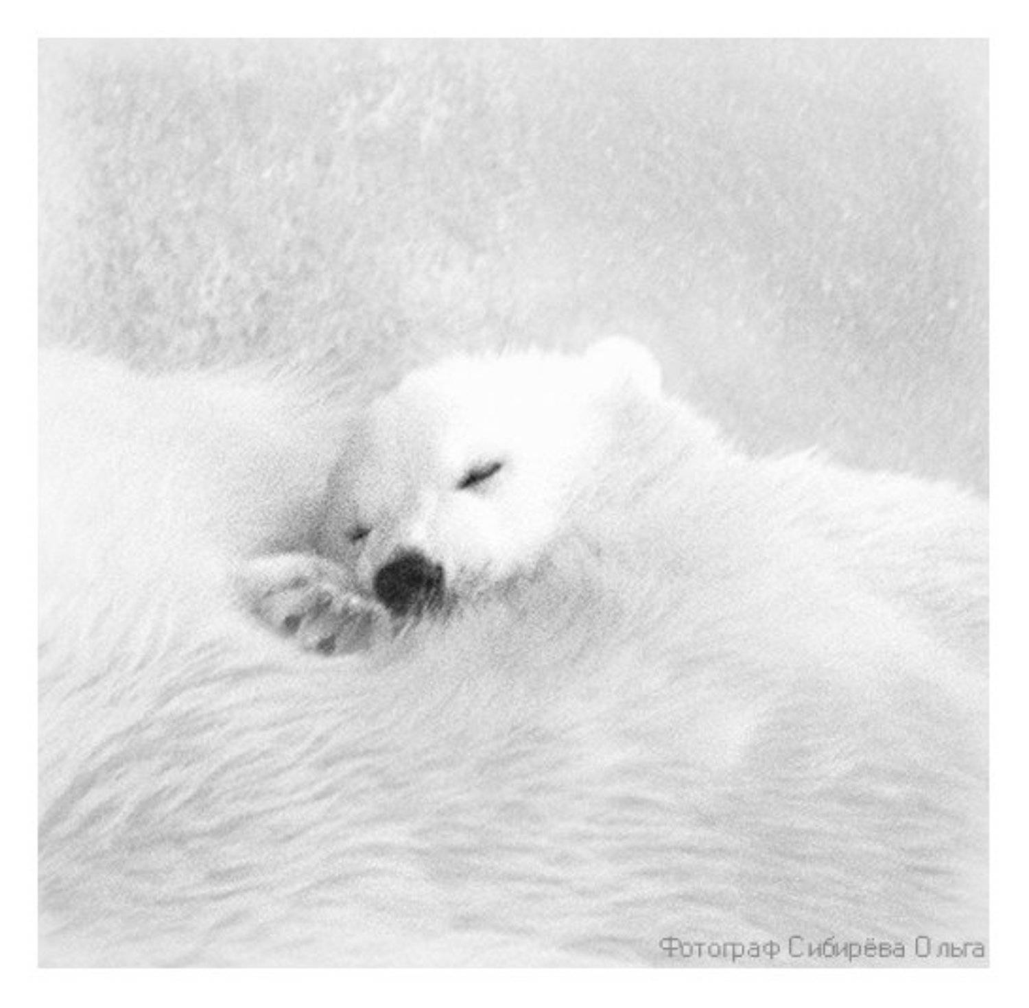 , Ольга Сибирёва