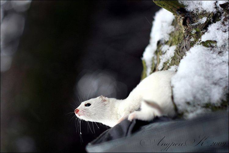 , Андрей Кузьмин