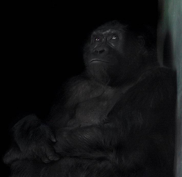 самка, гориллы, teamS