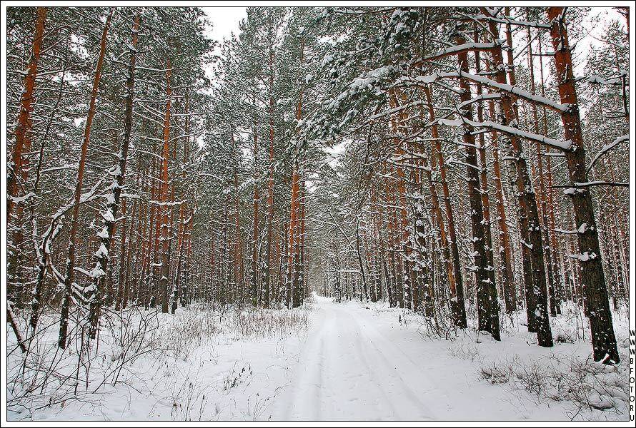 лес, Алексей Строганов