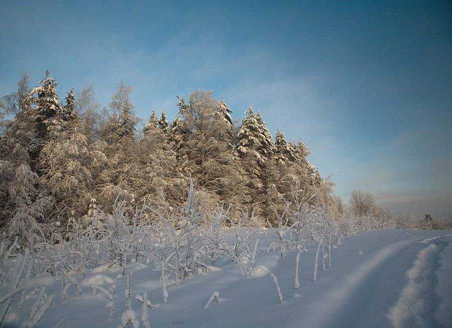зимняя, сказка, Милый Ёжка
