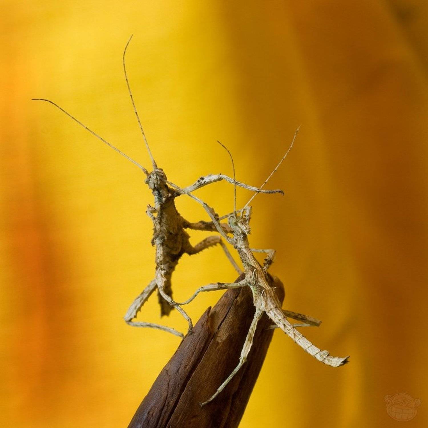 палочник, макро, неожиданный палочник, Amazon-san