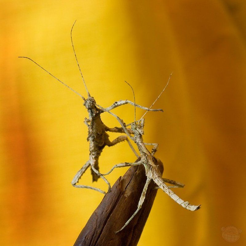 палочник, макро, неожиданный палочник Маникюр-педикюр, грызём ногти клиентам! фото превью