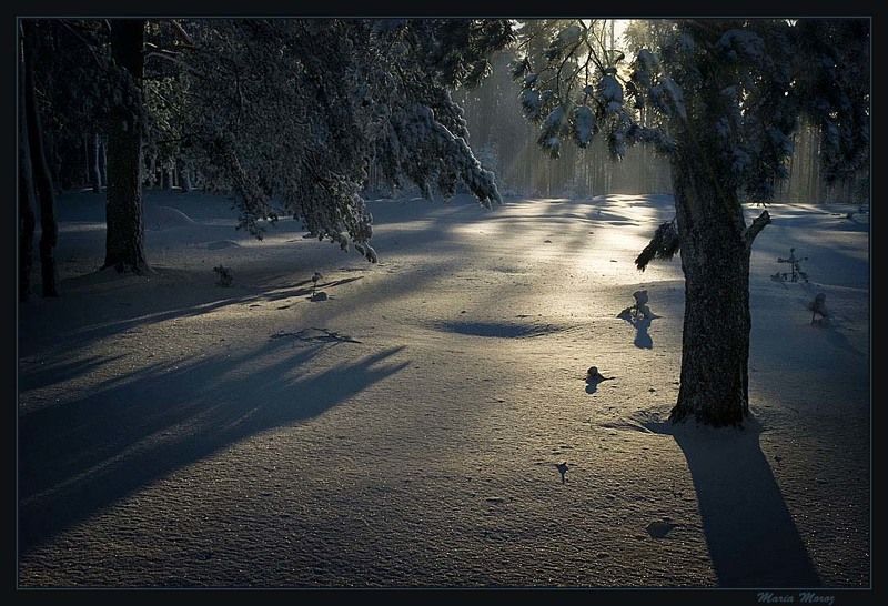 Где живут солнечные зайцы фото превью