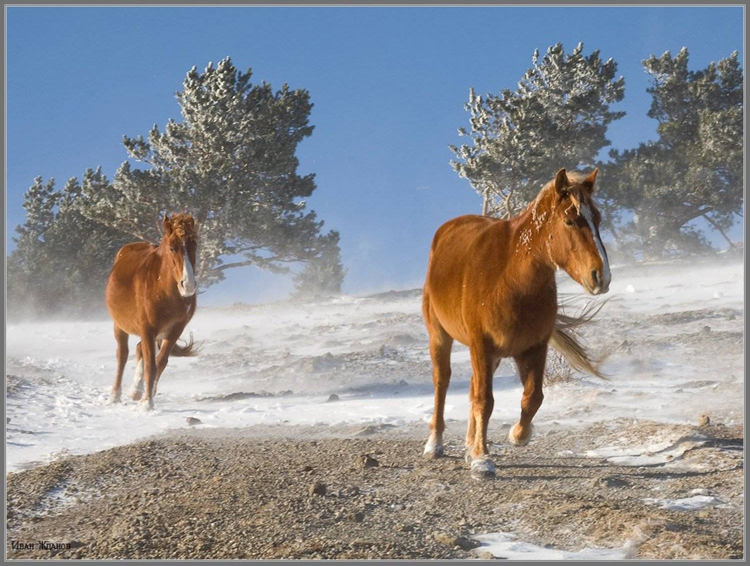 горы, крым, демерджи, зима, лошади, -25*, Иван Жданов