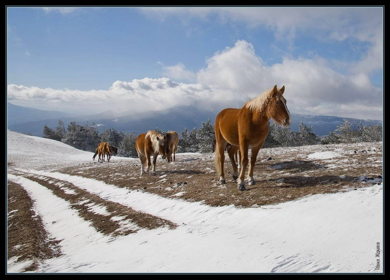 горы, крым, демерджи, зима, лошади,, Иван Жданов