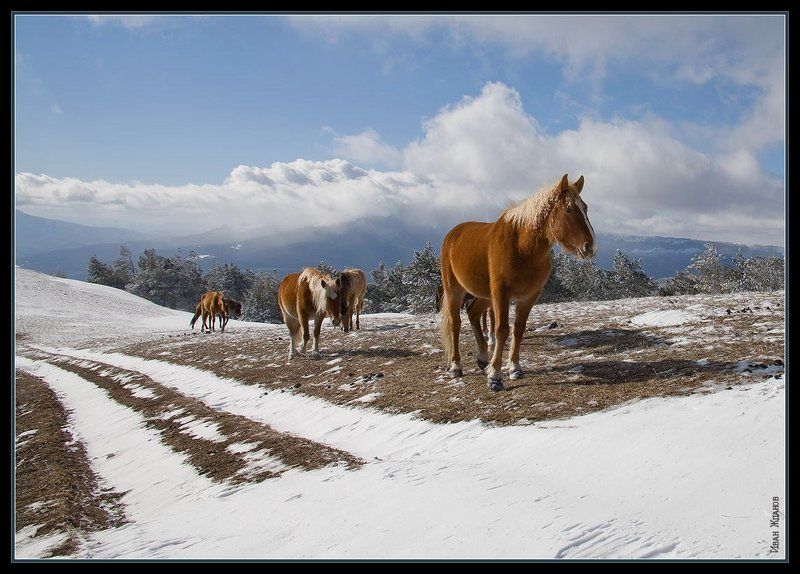 горы, крым, демерджи, зима, лошади, ПЕЙЗАЖ С ЛОШАДКАМИ фото превью
