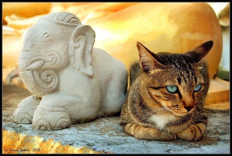 # Храмовая кошка #  из серии  # Cны о Тайланде #