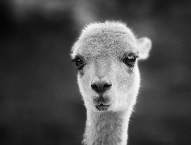 , Максим Юлдашев