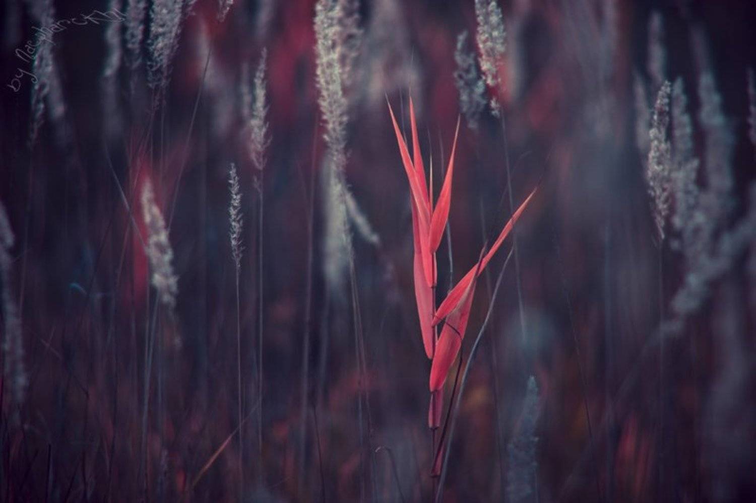 , Кирилл Брага