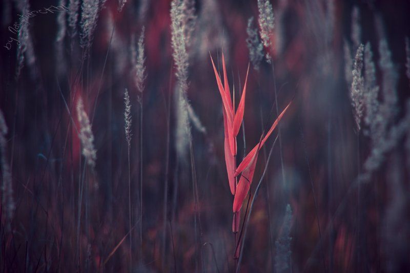 Дух, замороженный Огнём фото превью