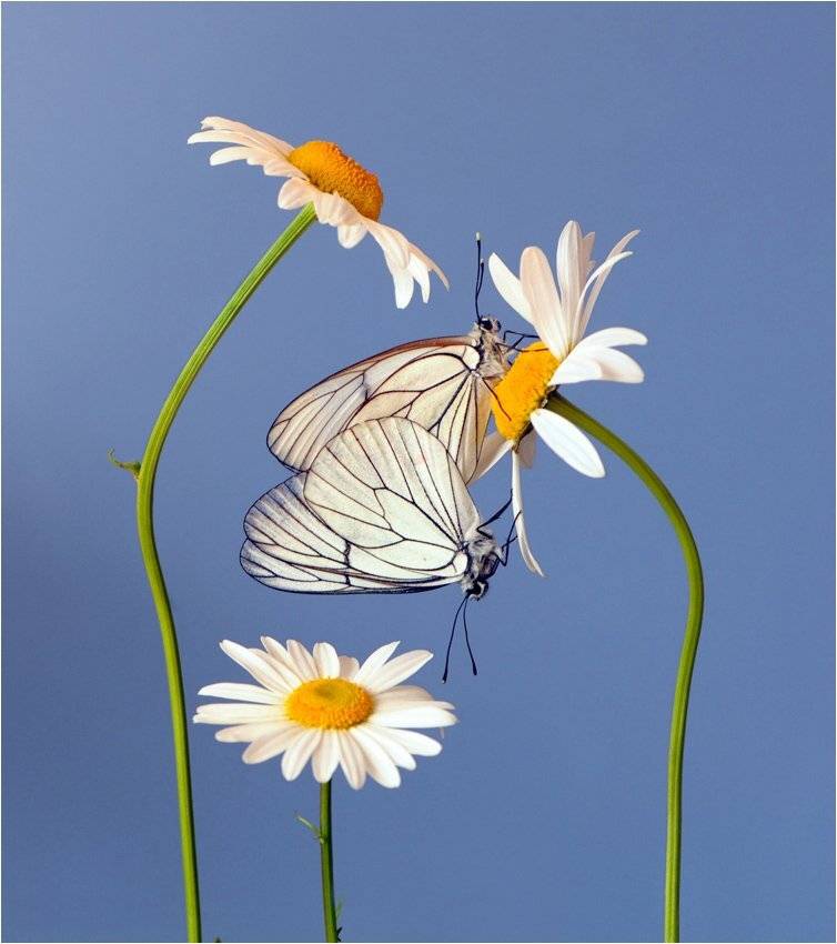 , Алена Шевцова