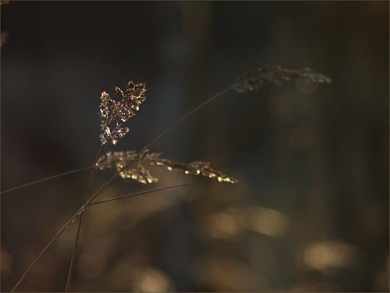 ноябрь, 2008 Первый Снег... фото превью