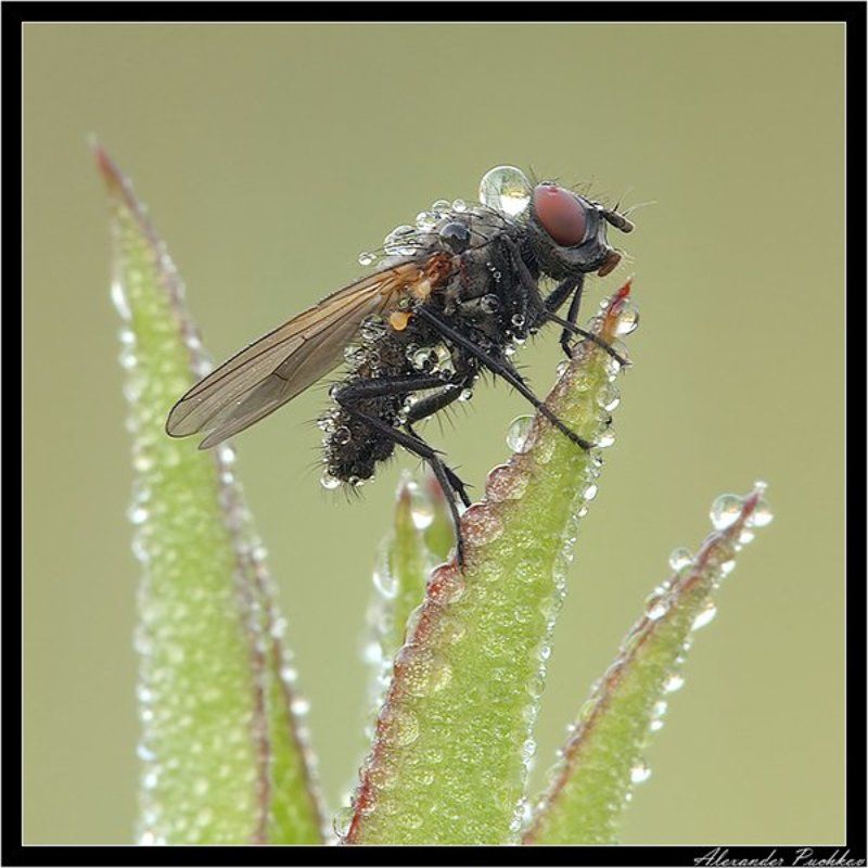 ICE! фото превью