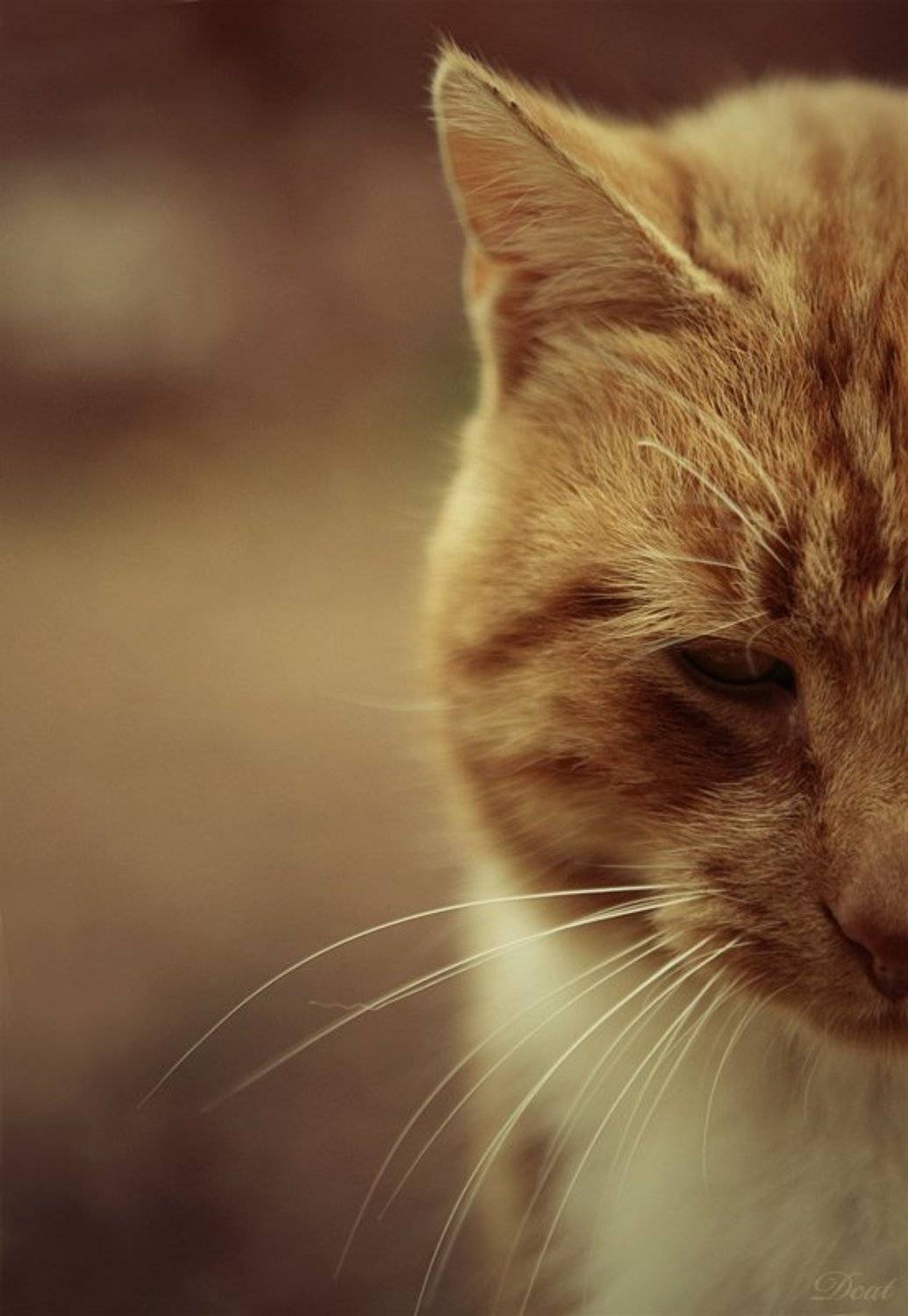 кот, улица, руины, петергоф, взгляд, одно, прикосновение, портрет, Darn Cat