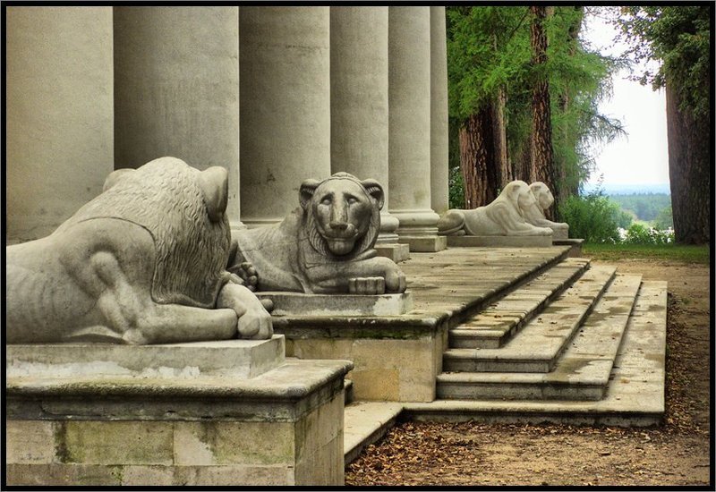 Мудрый взгляд хищника фото превью