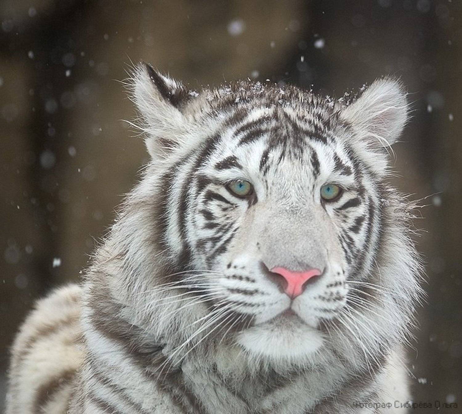 , Ольга Сибирёва