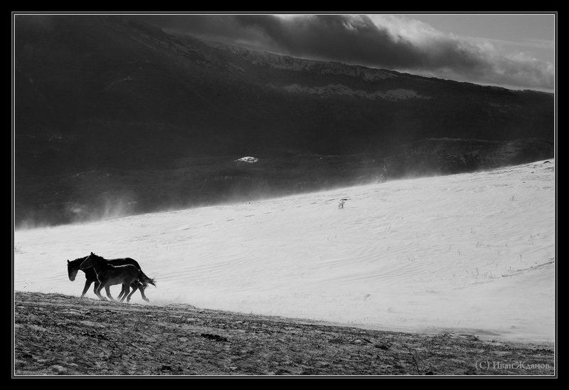 горы, крым, демерджи, зима, вольные кони ВОЛЬНОМУ ВОЛЯ фото превью