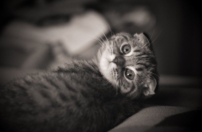 Котофото фото превью