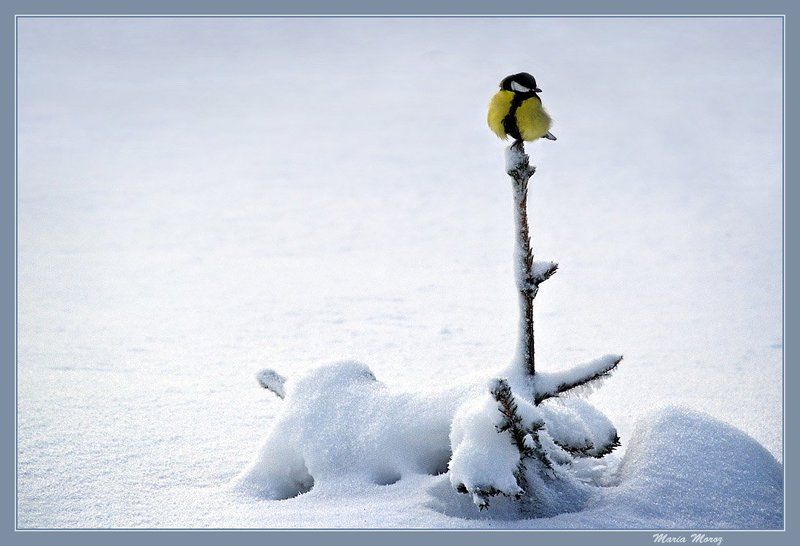 Ёлочная игрушка фото превью