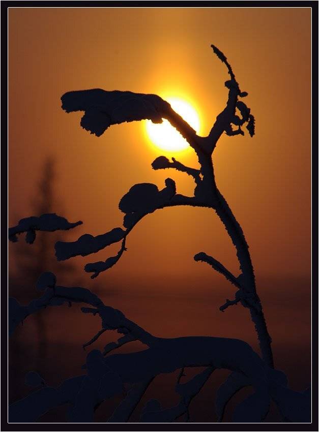 утро,иней, Солодухин Виктор